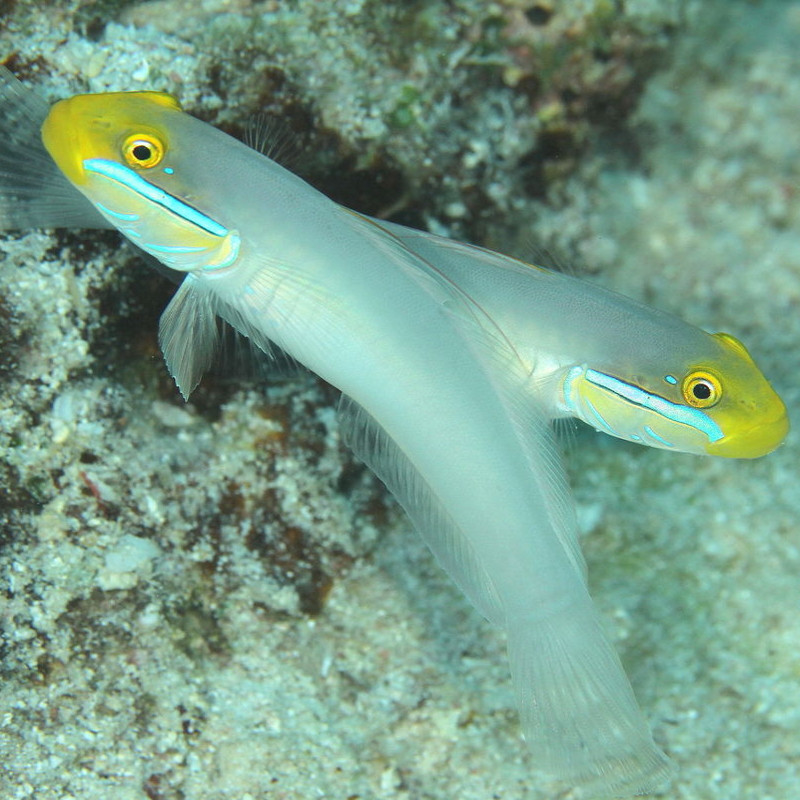Valenciennea strigata : 9 à 12 cm